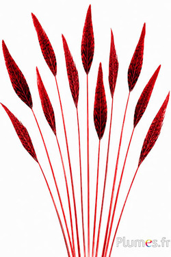 Goldfasan Pfeil - 25-35 cm - rot